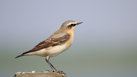 wheat bird