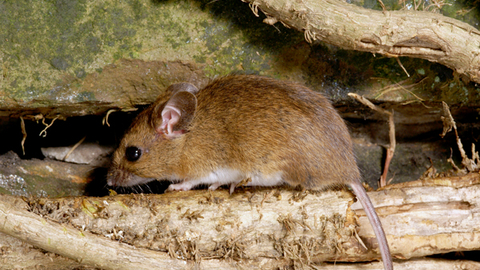 Wood Mouse The Wildlife Trusts