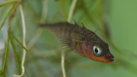 Three-spined stickleback | The Wildlife Trusts