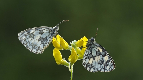 Marble shops butterfly