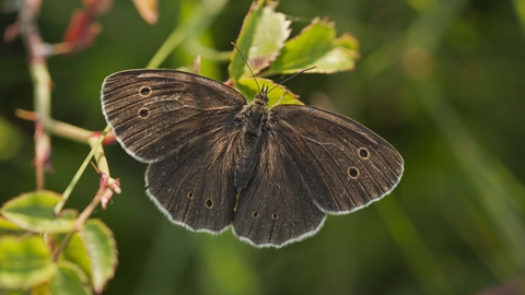 Ringlet | The Wildlife Trusts