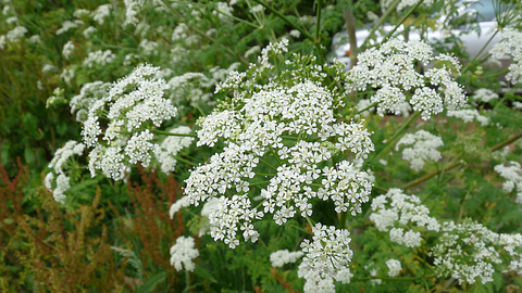 Hemlock | The Wildlife Trusts