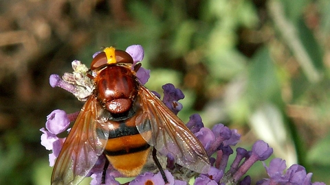 Hoverfly Identification Chart