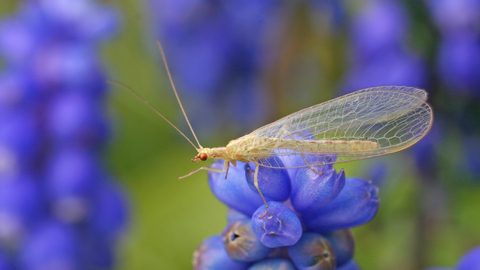 Common green lacewing - Insect Week