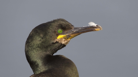 Shag | The Wildlife Trusts