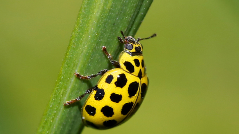 22-spot ladybird | The Wildlife Trusts