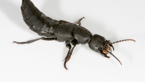 Understanding Devil's Coach Horse Beetle Bite Symptoms