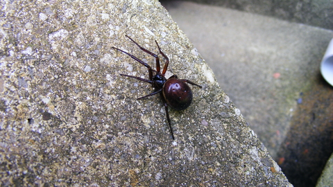 false black widow web