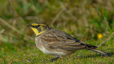 Shore lark | The Wildlife Trusts