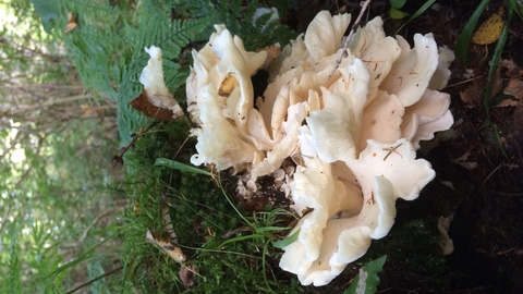Angel Wings: Identification and Controversy - Mushroom Appreciation