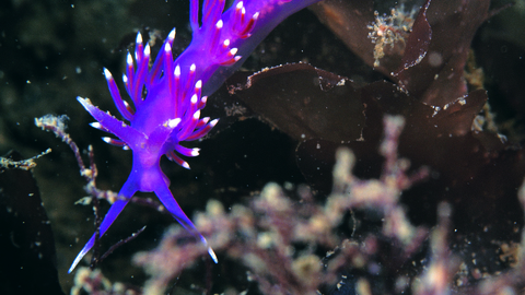 purple sea slug