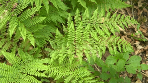 Lady Fern | The Wildlife Trusts