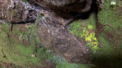 A patch of goblin's gold, a luminous green moss, growing on a cobweb covered stone wall