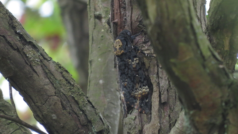 A death's-head hawk-moth clings to a tree trunk. The pale markings on its back resemble a skull