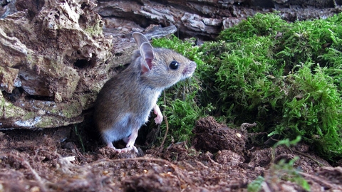 Wood Mouse The Wildlife Trusts
