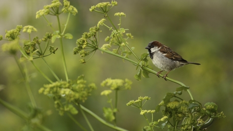 Sparrow's Reserve Bloom outlet