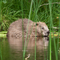 Adult beaver at Knapdale