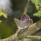 A purple hairstreak perched on a slim branch, its wings open to reveal the flash of purple on the upper surface