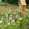 Wildflowers and a bee hotel in the Seedball allotment