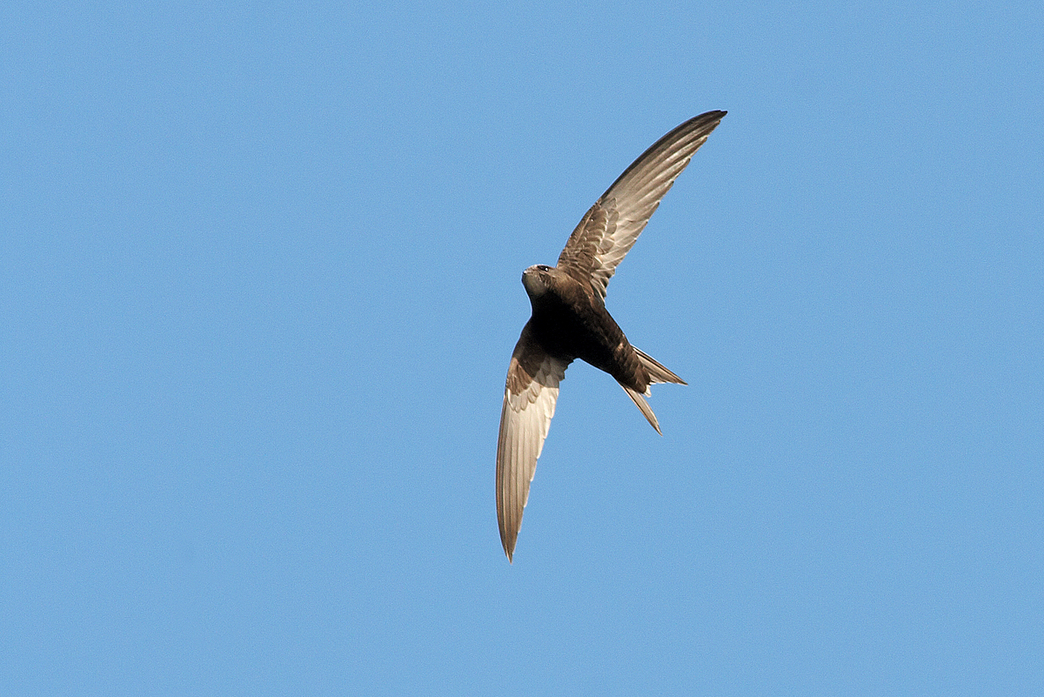 How to identify swifts, swallows, sand martins and house martins | The ...