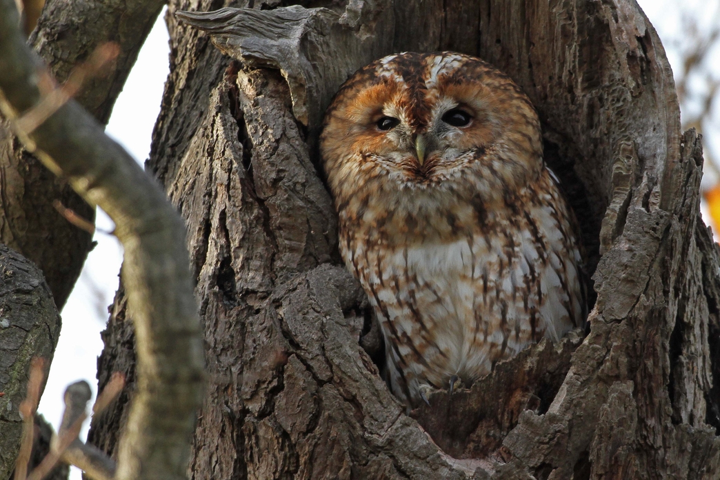 How to manage a woodland for wildlife | The Wildlife Trusts