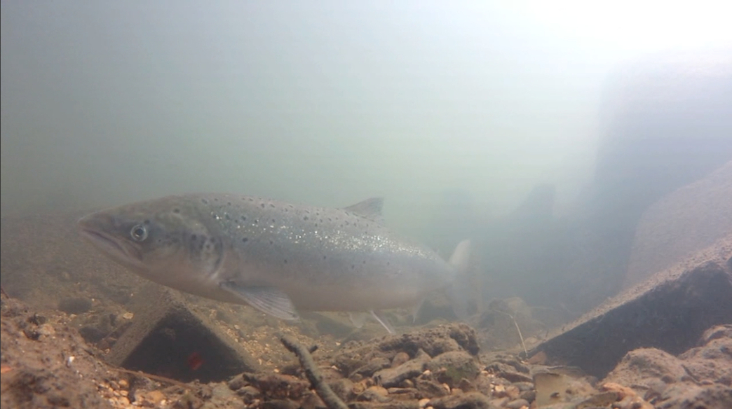 Salmon run | The Wildlife Trusts