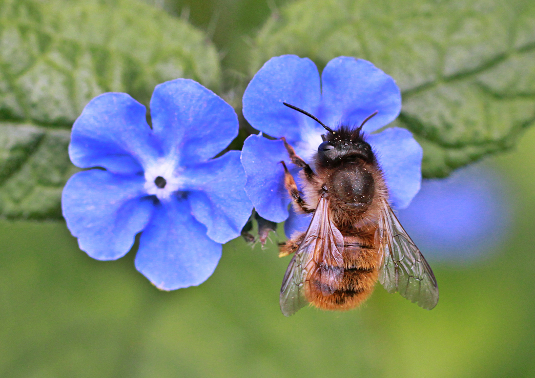 Identify solitary bees in the UK | The Wildlife Trusts