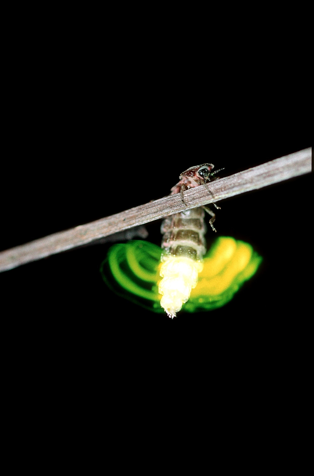 download green glow worm