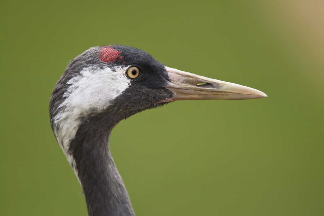 Where to see common cranes | The Wildlife Trusts