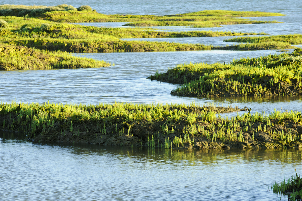 Natural solutions to climate change: saltmarshes | The Wildlife Trusts