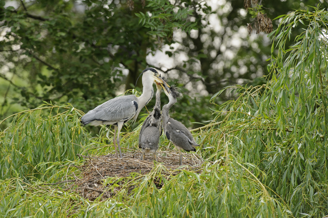 recap-of-the-heronry-season-2017-youtube