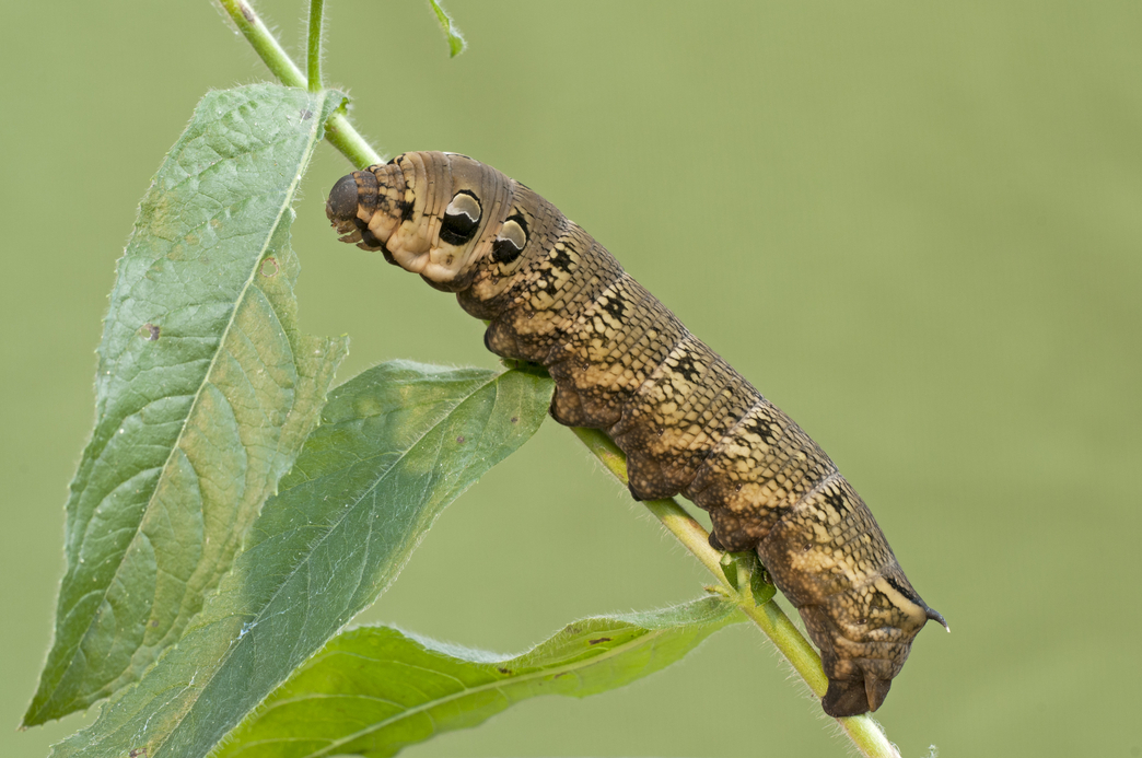 elephant-hawk-moth-the-wildlife-trusts