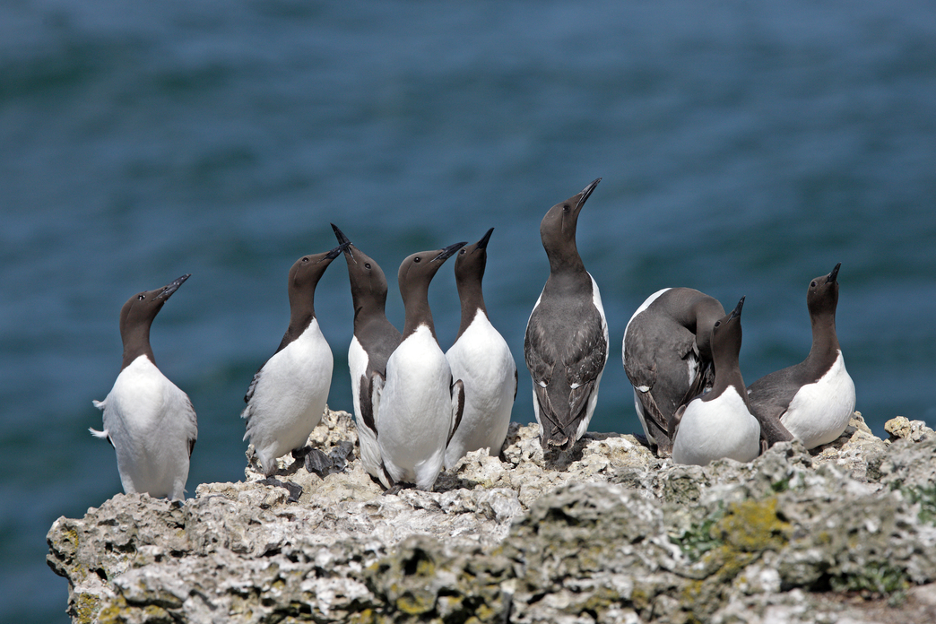 Give our seas better protection! | The Wildlife Trusts