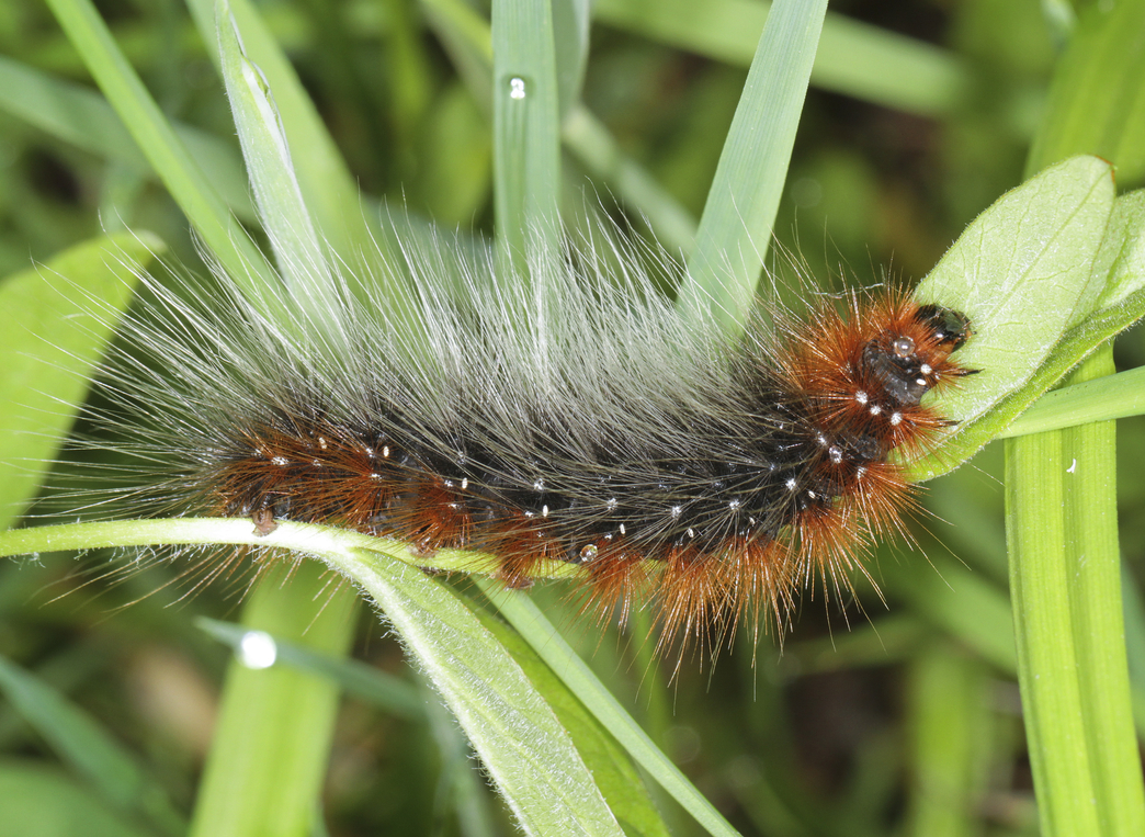 Identify Caterpillars 