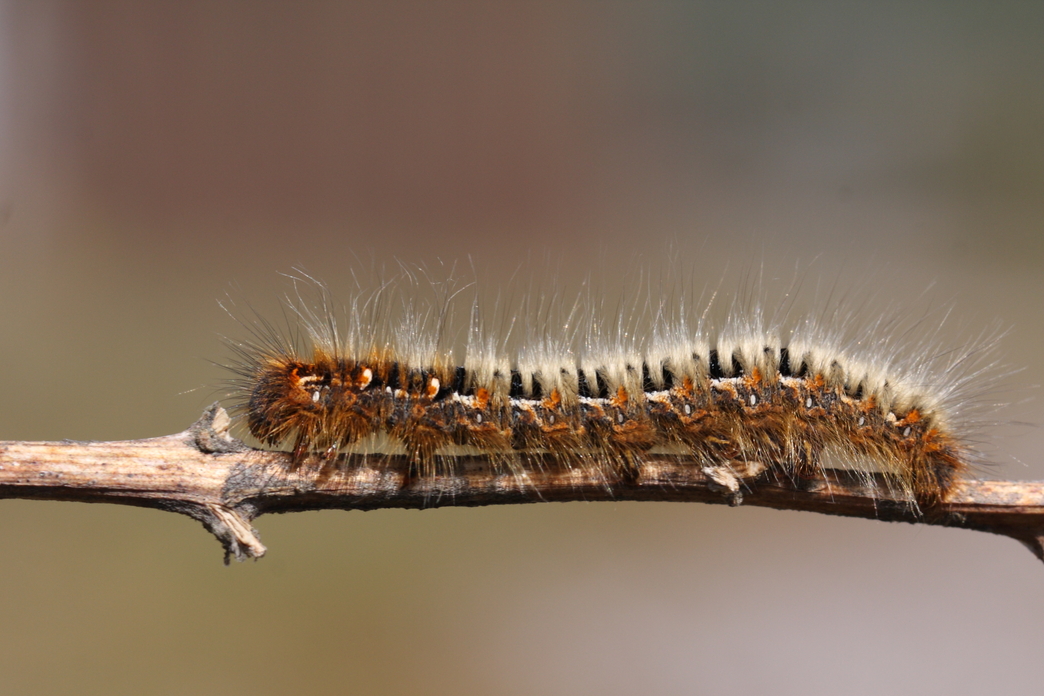 Identify caterpillars | The Wildlife Trusts