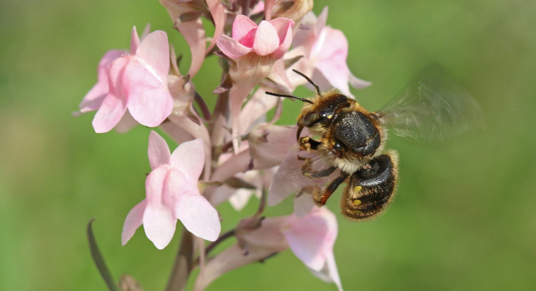 Identify solitary bees in the UK | The Wildlife Trusts