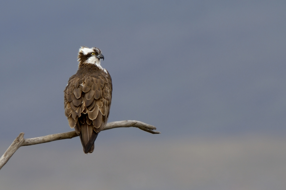 Identify birds of prey | The Wildlife Trusts