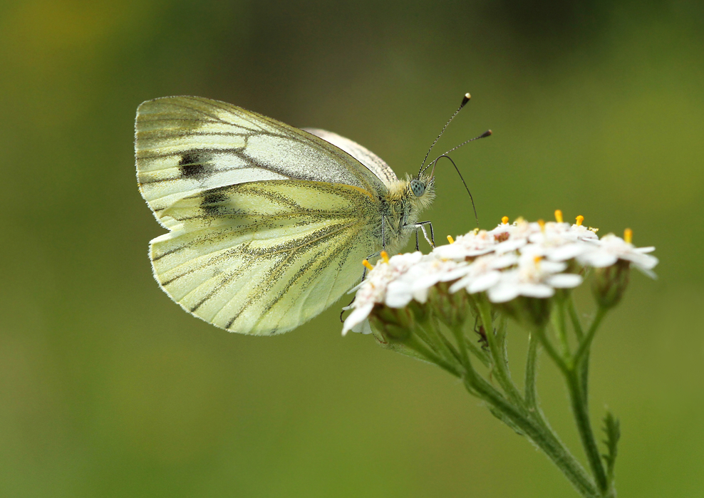 Identify British Butterflies | The Wildlife Trusts