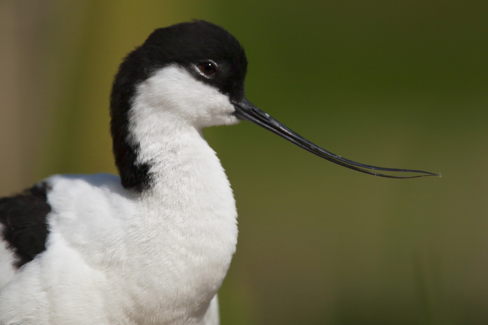 Avocets | The Wildlife Trusts