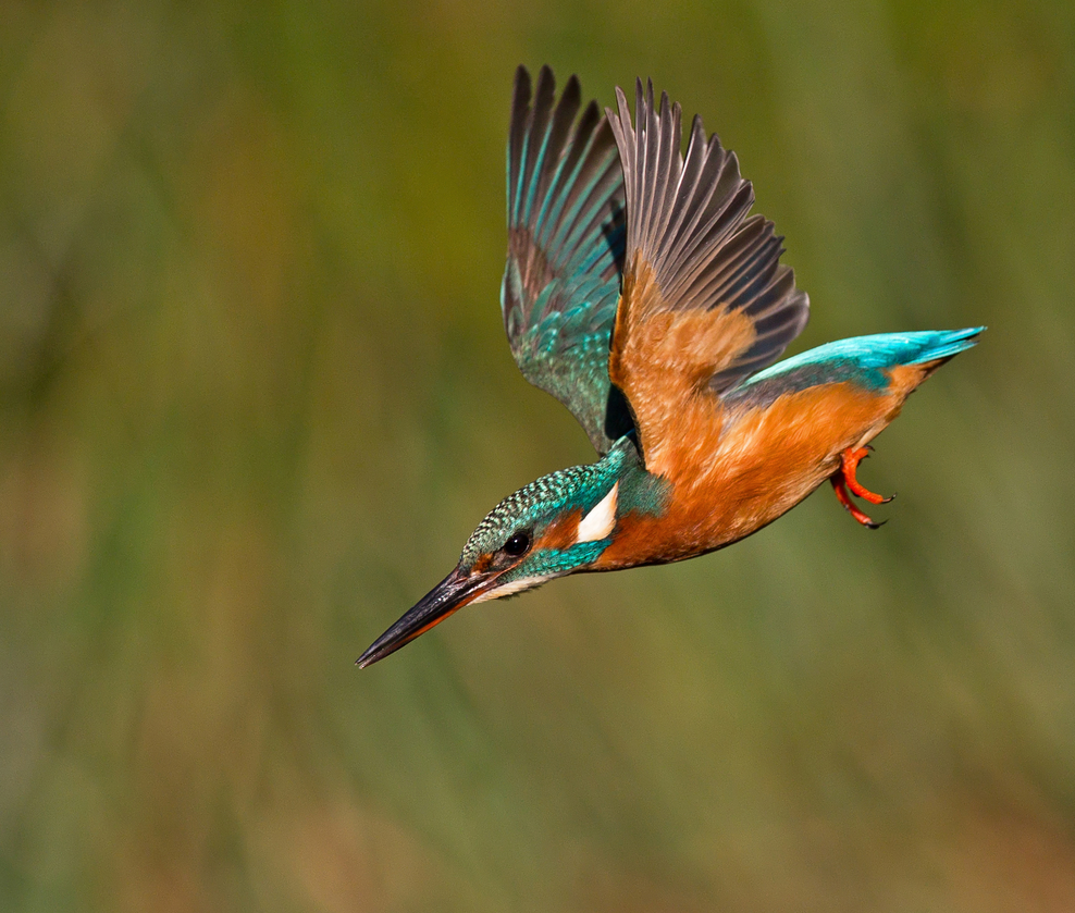 jellycat kingfisher