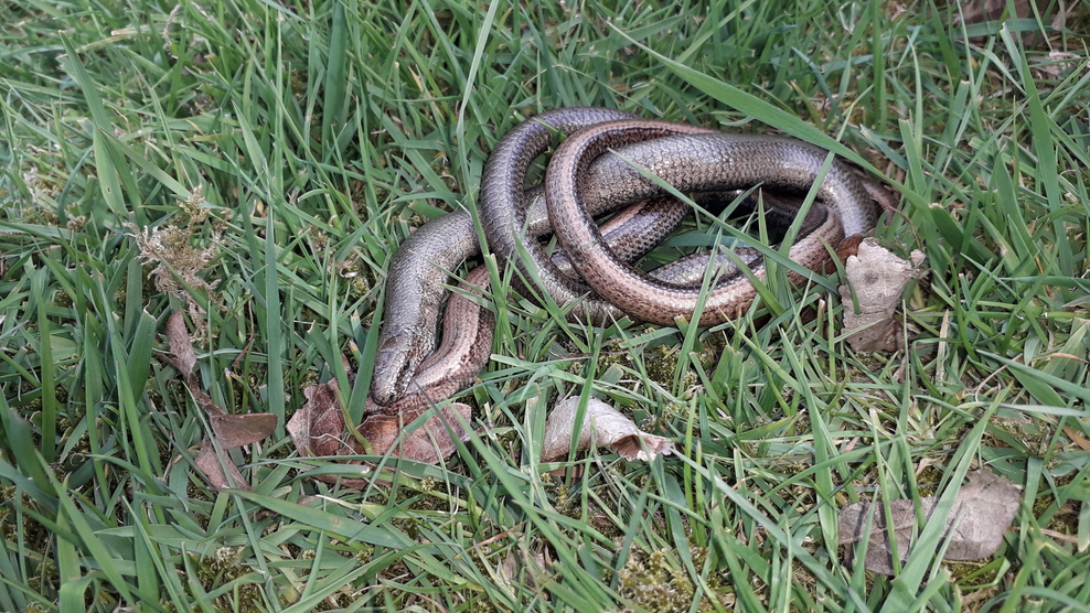 Slow worm | The Wildlife Trusts