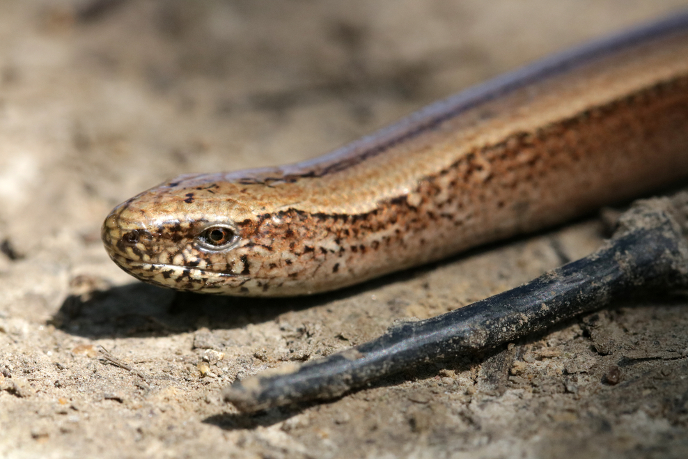 Slow worm | The Wildlife Trusts