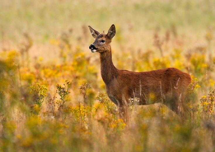 How to manage a woodland for wildlife | The Wildlife Trusts