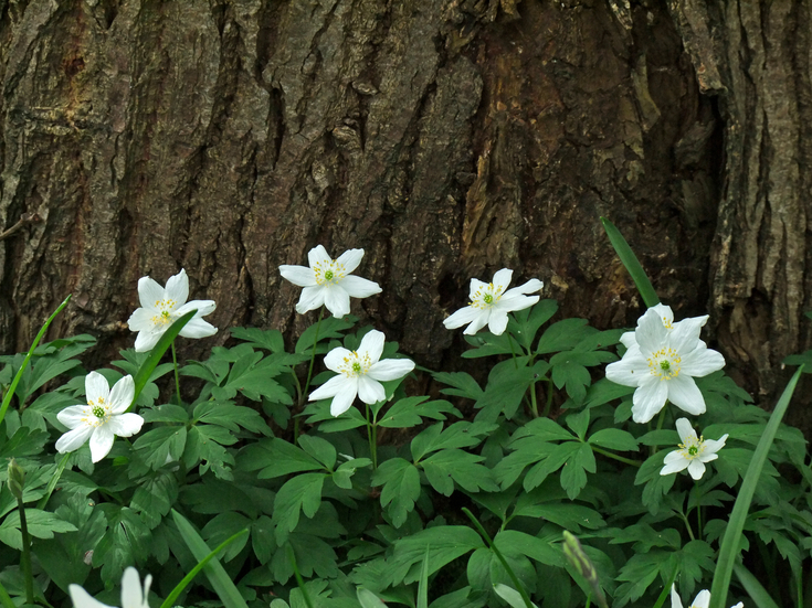 How to manage a woodland for wildlife | The Wildlife Trusts