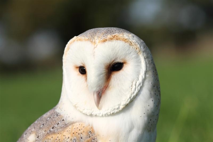 Barn owl | The Wildlife Trusts