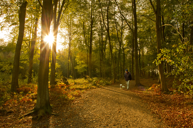 Autumn woodlands | The Wildlife Trusts