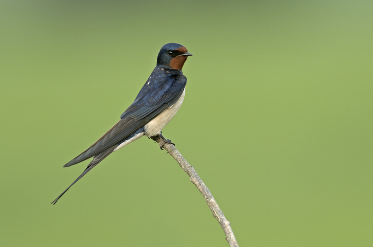 How to identify swifts, swallows, sand martins and house martins | The ...