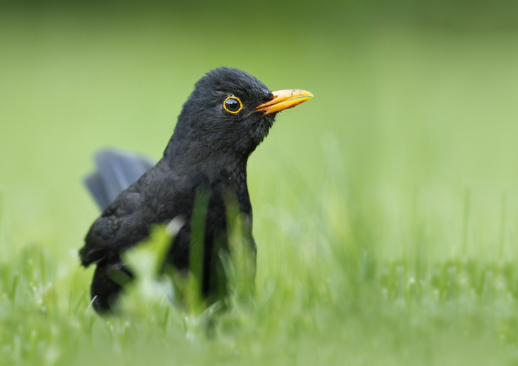 Managing road verges for wildlife | The Wildlife Trusts