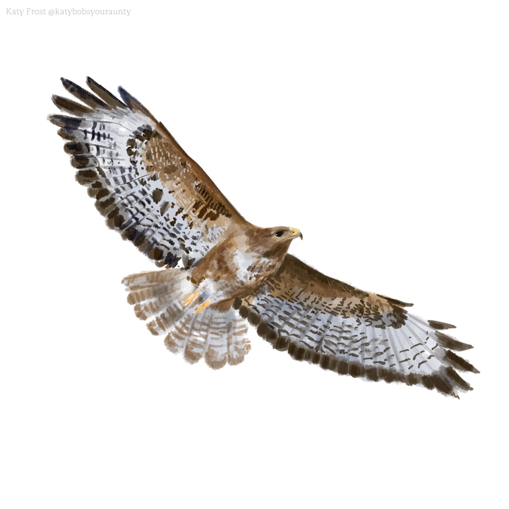 Identify birds of prey | The Wildlife Trusts