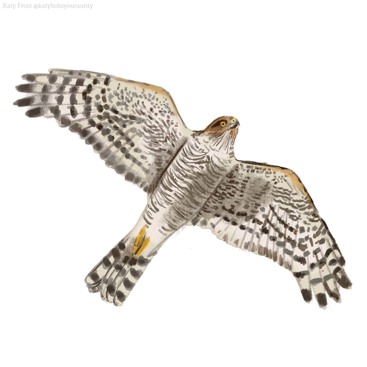 Identify birds of prey | The Wildlife Trusts